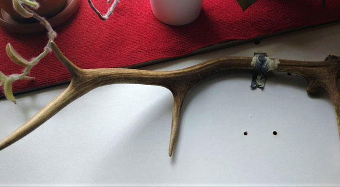 Türbeden asırlık boynuz çalındı!