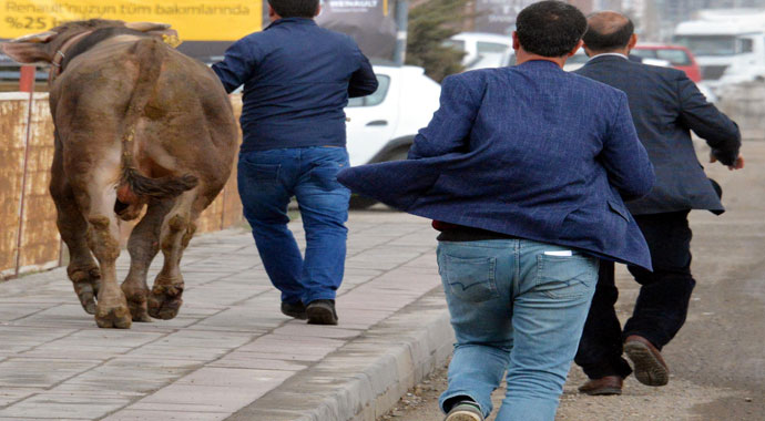 Boğa firarda! Mezbahadan kaçtı 5 saat peşinden koşturdu