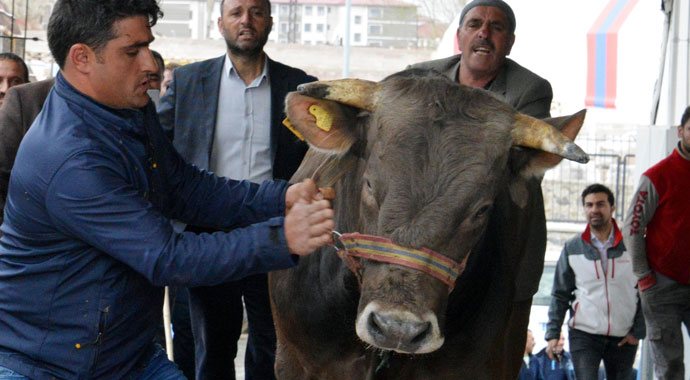 Boğa firarda! Mezbahadan kaçtı 5 saat peşinden koşturdu
