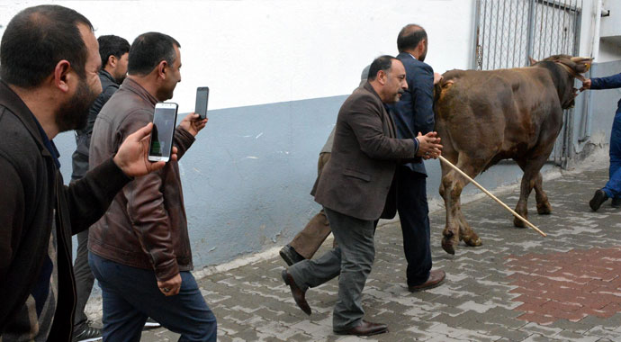 Boğa firarda! Mezbahadan kaçtı 5 saat peşinden koşturdu