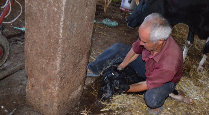İki başlı doğan buzağı şaşırttı