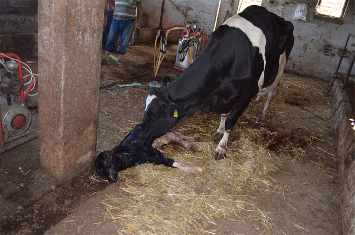 İki başlı doğan buzağı şaşırttı