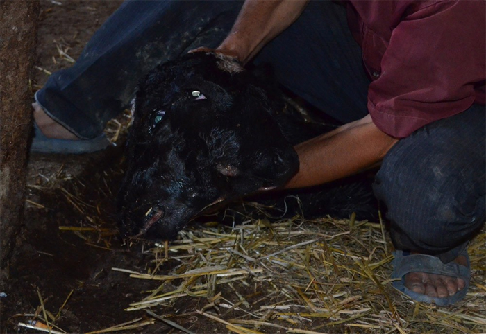 İki başlı doğan buzağı şaşırttı