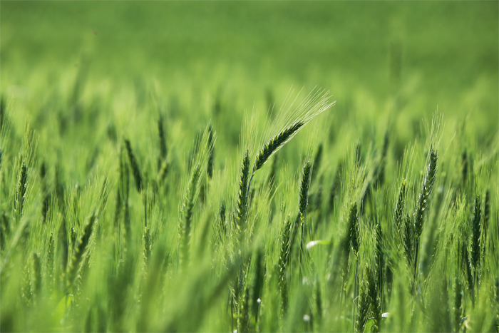 Edirnede buğday ekili tarlalarda virüs alarmı