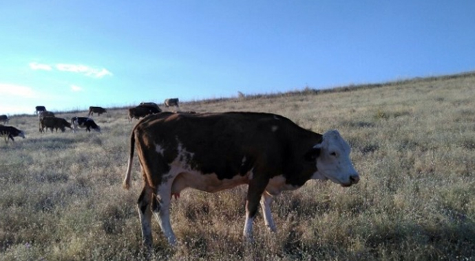 Çalınan ineklerini bulana 5 bin lira ödül verecek