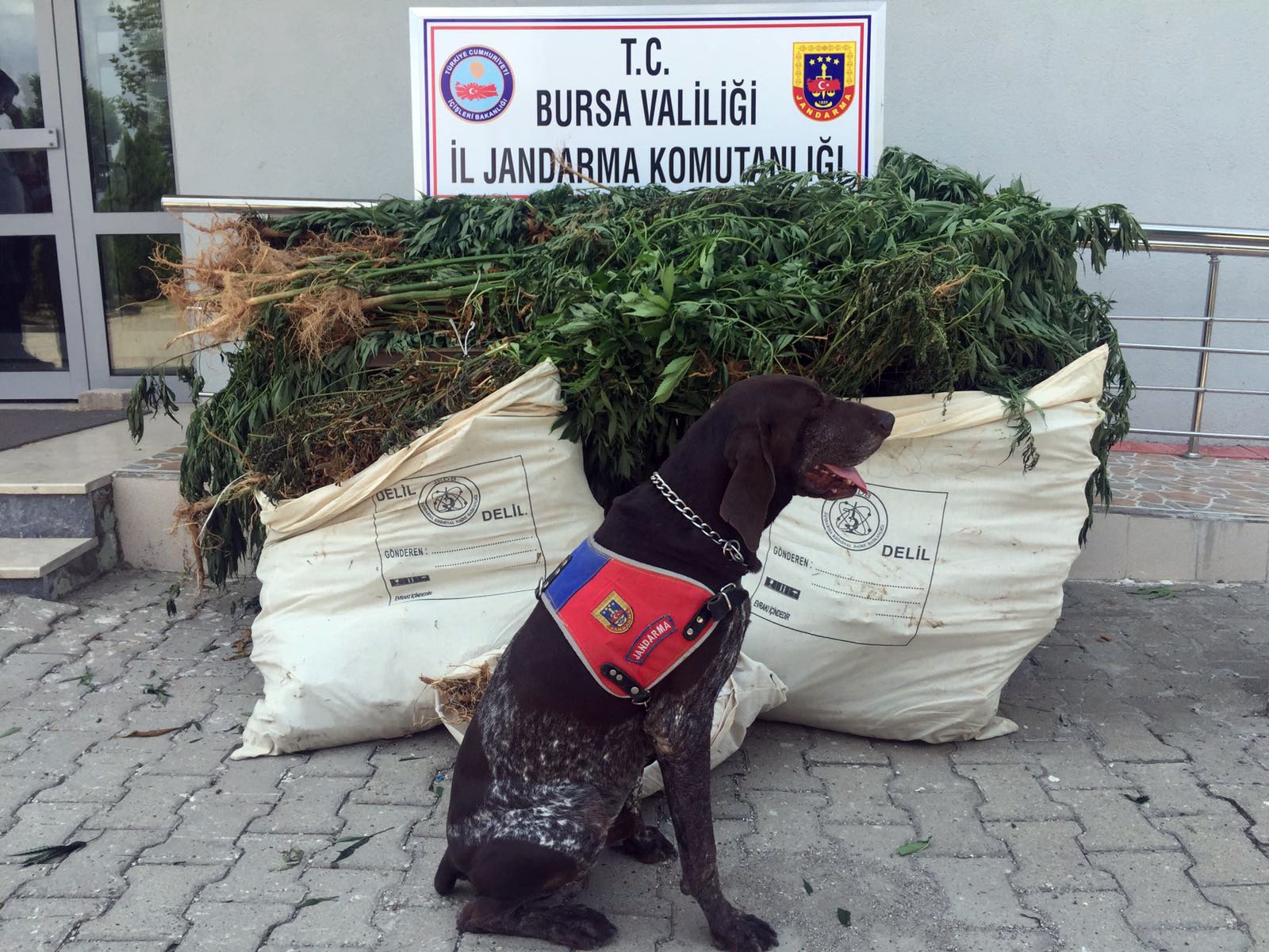 Ormanı uyuşturucu tarlasına çevirdiler