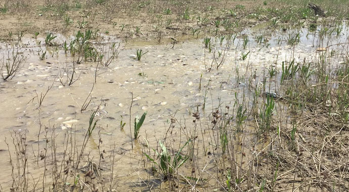 Bursa'da on binlerce balık kıyıya vurdu
