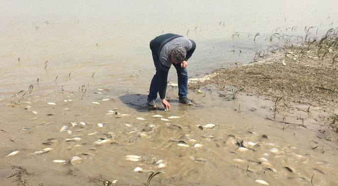 Bursa'da on binlerce balık kıyıya vurdu
