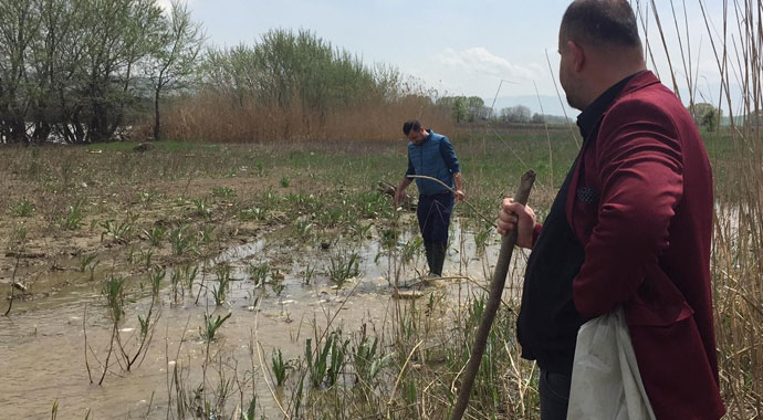 Bursa'da on binlerce balık kıyıya vurdu
