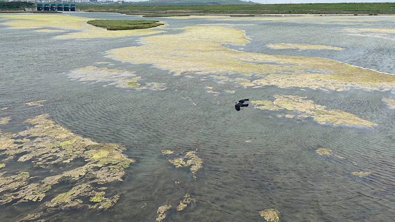 Büyükçekmece'de korkutan görüntü: Gölde yosun istilası