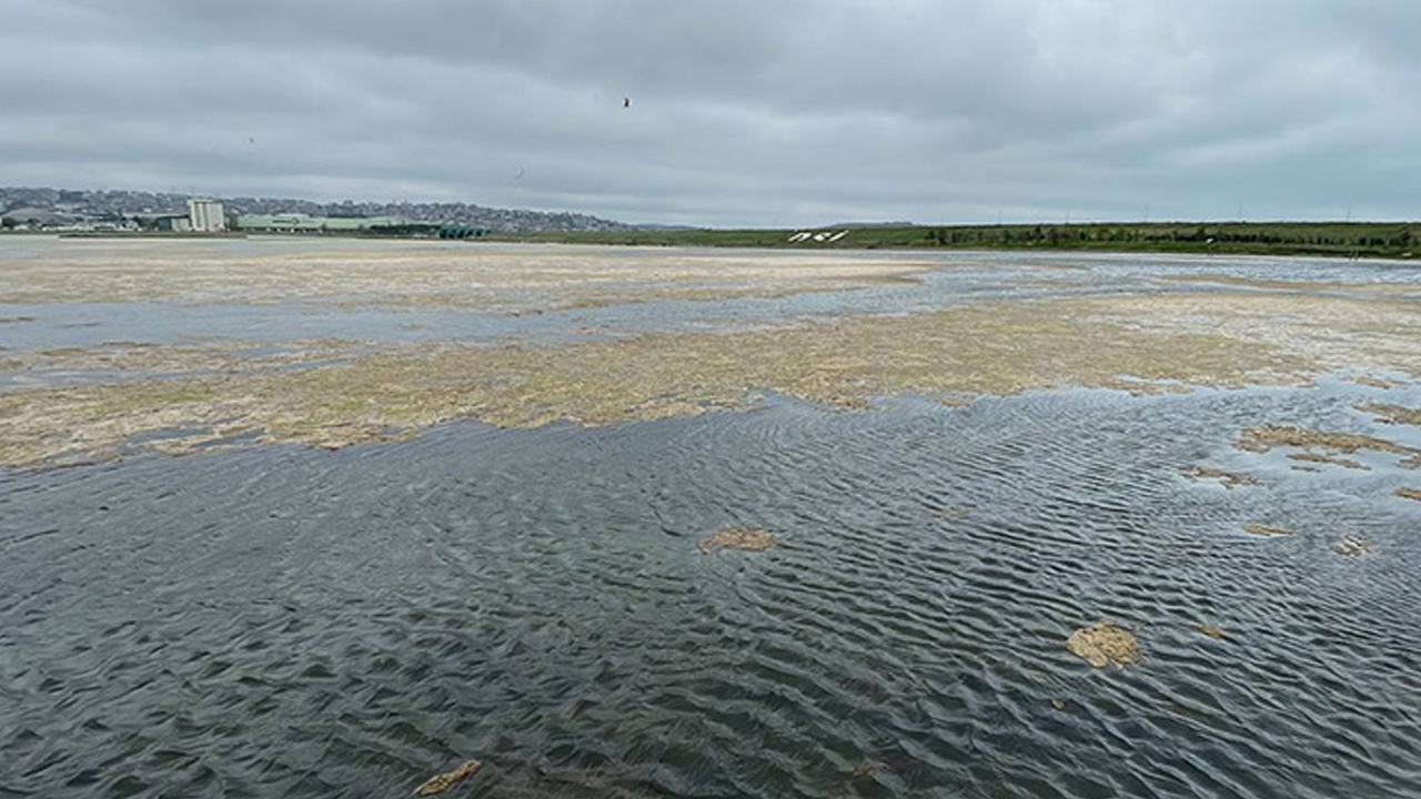 Büyükçekmece'de korkutan görüntü: Gölde yosun istilası