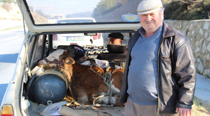 Otomobildeki buzağı görenleri şaşkına çevirdi