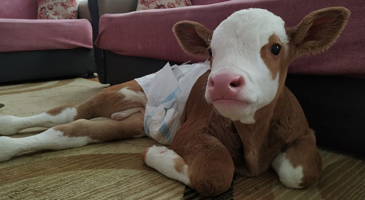 'Yaşamaz' denen buzağının adını 'Yaşar' koydular: Anne şefkatiyle bebek gibi bakıyorlar