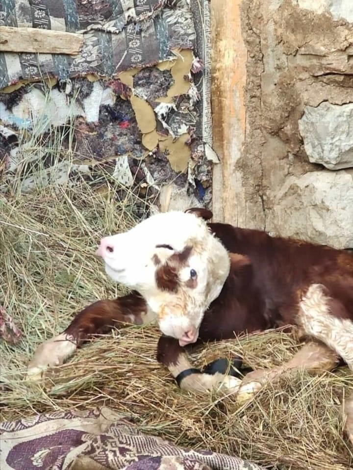 Çift başlı doğan buzağı görenleri hayrete düşürdü