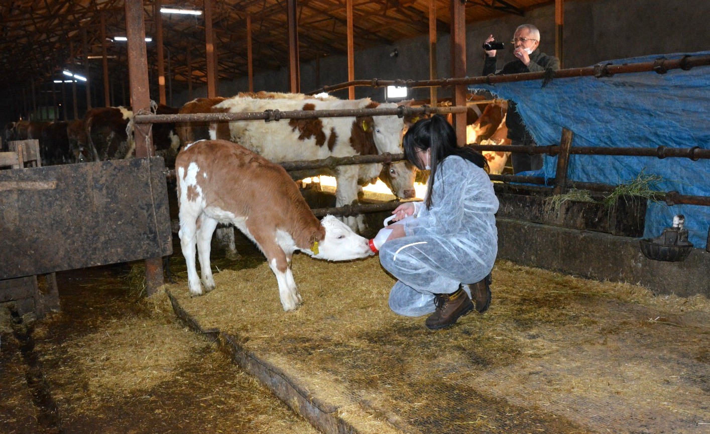 12 yaşındaki kız, biriktirdiği harçlıklarla 3 buzağı alıp çiftçiliğe atıldı