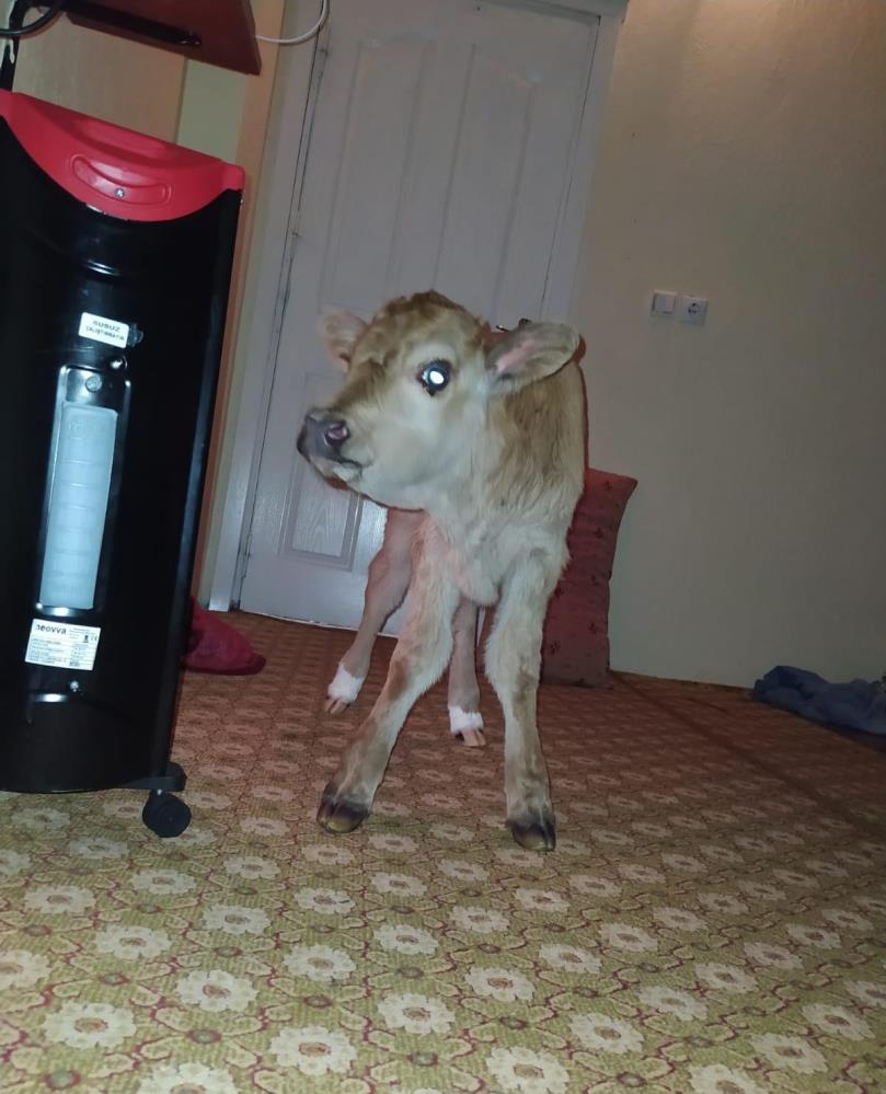 Şırnaklı çiftçi, yeni doğan buzağıyı evine alıp bebek gibi beslemeye başladı