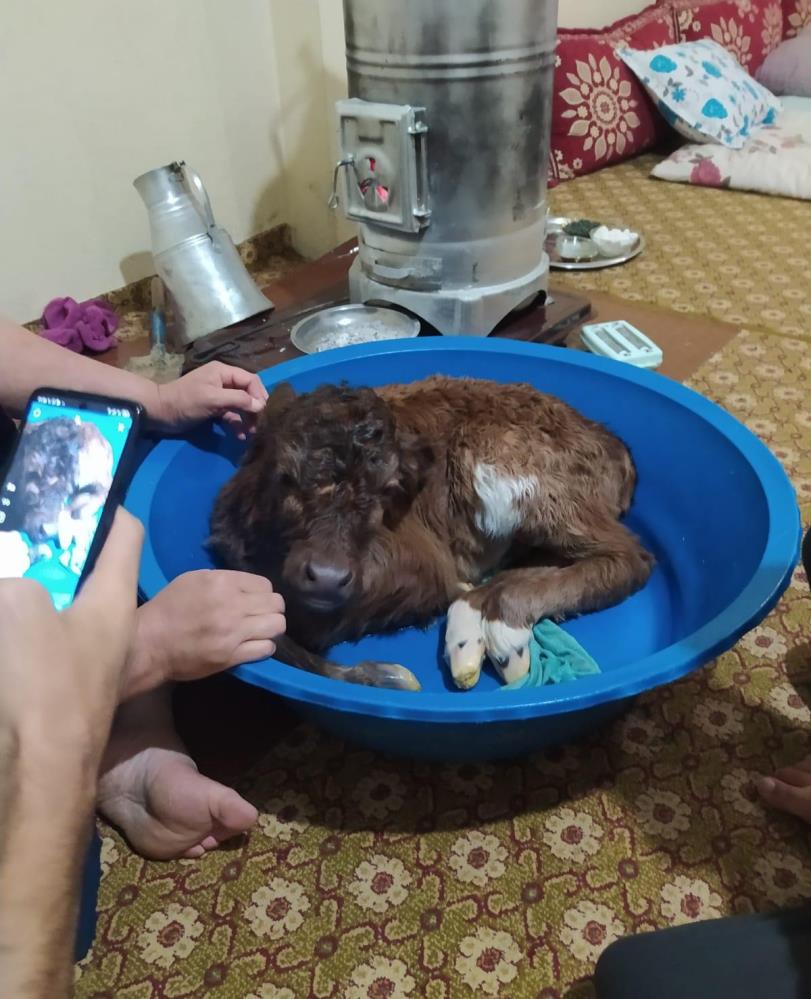 Şırnaklı çiftçi, yeni doğan buzağıyı evine alıp bebek gibi beslemeye başladı