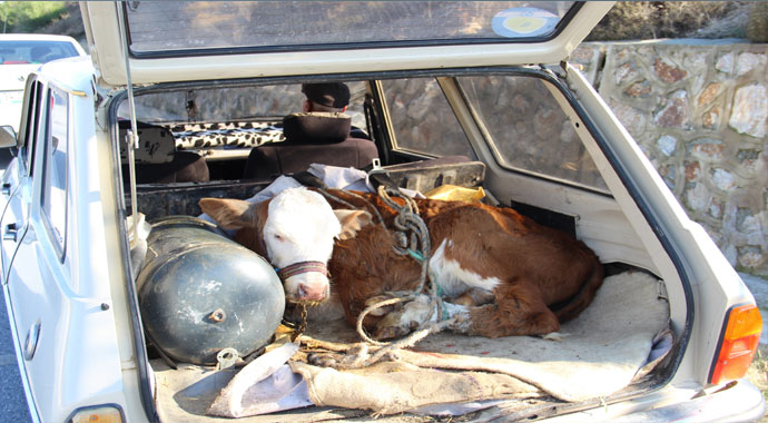 Otomobildeki buzağı görenleri şaşkına çevirdi