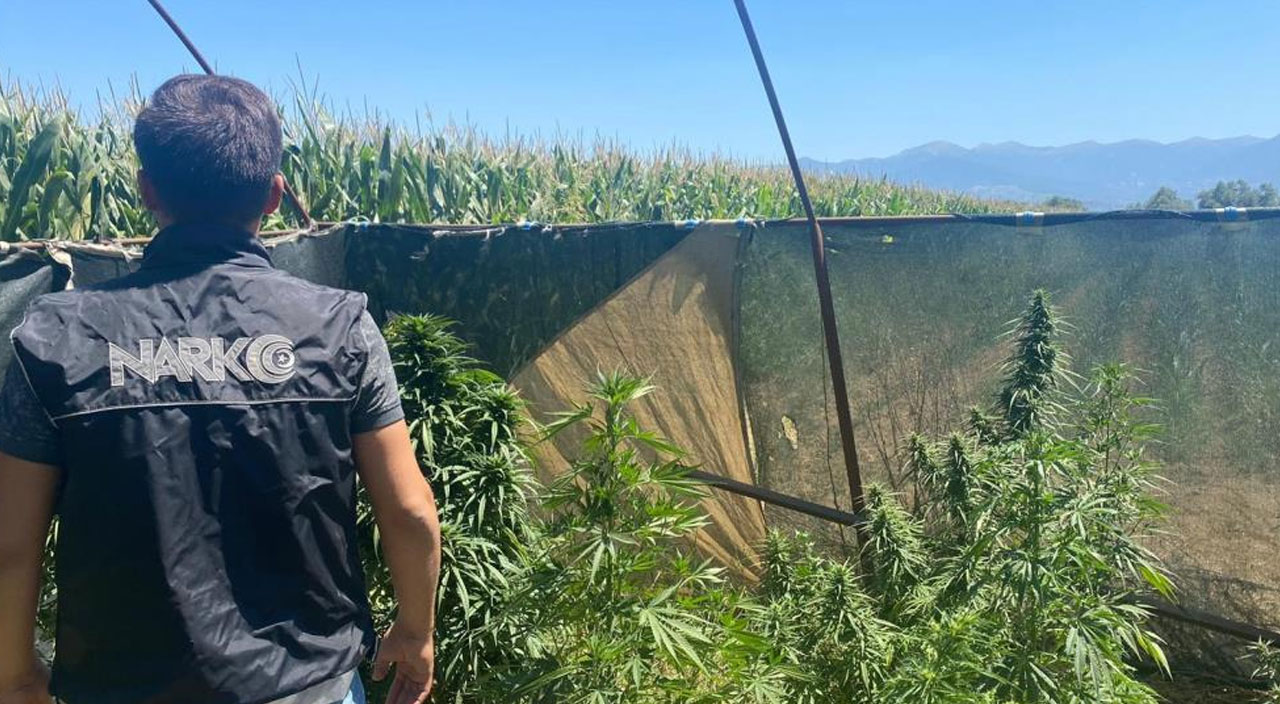 İzmir’de uyuşturucu tarlalarına operasyon: Dron tespit etti, ekipler yakaladı