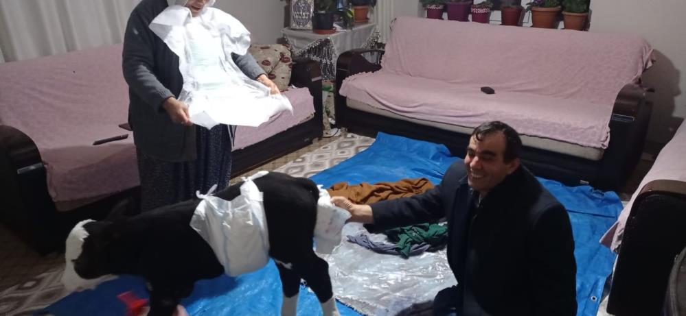 Erken doğan buzağıya bebek gibi bakıyorlar