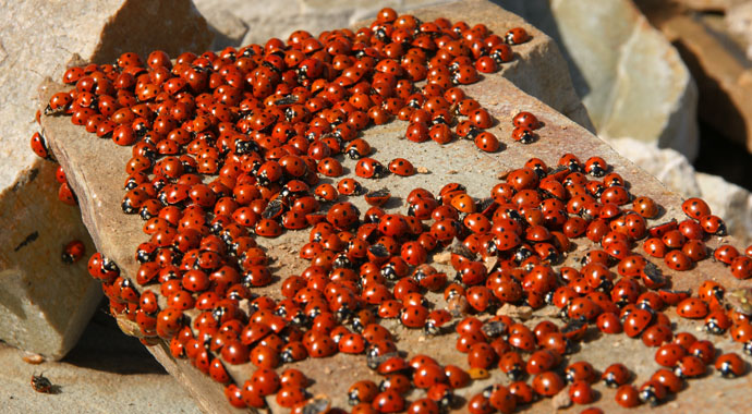 Bu böcek yaşadığı şehre uğur getiriyor