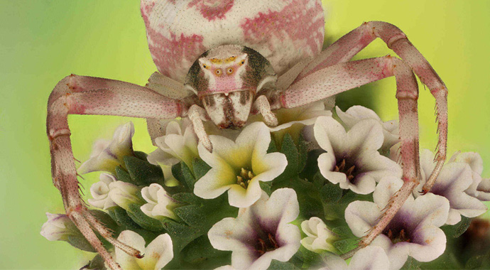 Hiç bu kadar yakından görmemiştiniz