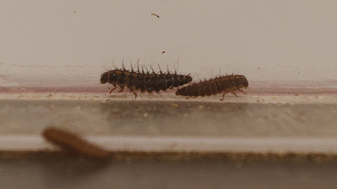 Bu böcekler bilim için çalışıyor! Morgda kemikten doku temizliyorlar