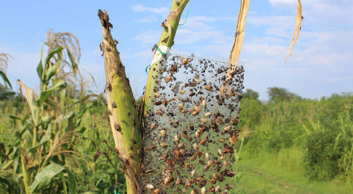 Dünyanın başı istilacı böceklerle dertte