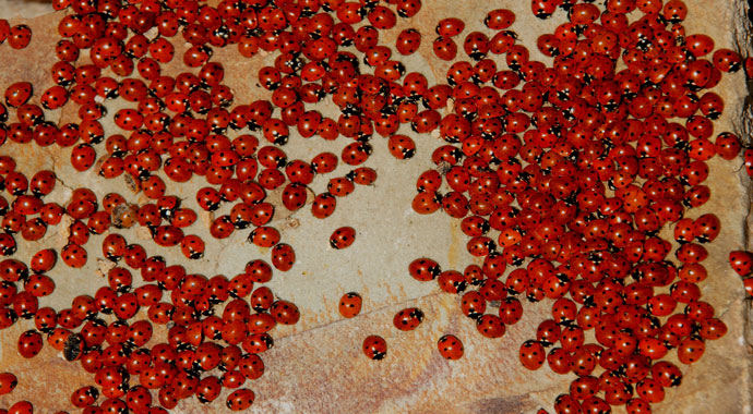 Bu böcek yaşadığı şehre uğur getiriyor