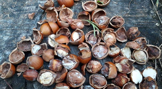 Dünyanın başı istilacı böceklerle dertte