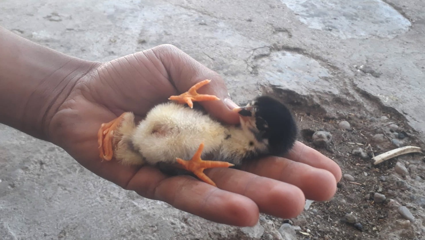 Yumurtadan çıkan civciv görenleri şoke etti