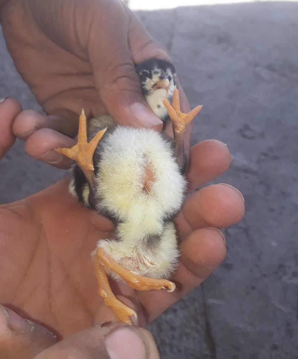 Yumurtadan çıkan civciv görenleri şoke etti