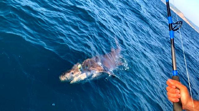 Yer: Çanakkale! Oltayı çeken balıkçı küçük dilini yutuyordu...