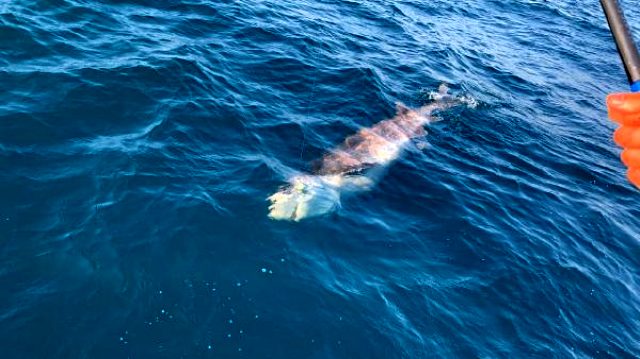 Yer: Çanakkale! Oltayı çeken balıkçı küçük dilini yutuyordu...
