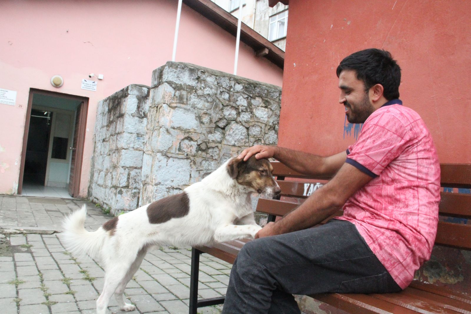 'Çakır' sahibini tedavi gördüğü hastane kapısından hiç ayrılmadan bekliyor