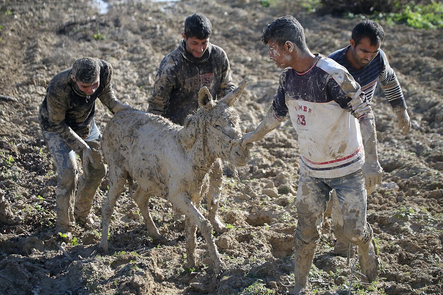 Şanlıurfa'da çamura saplanan hayvanlar için seferber oldular