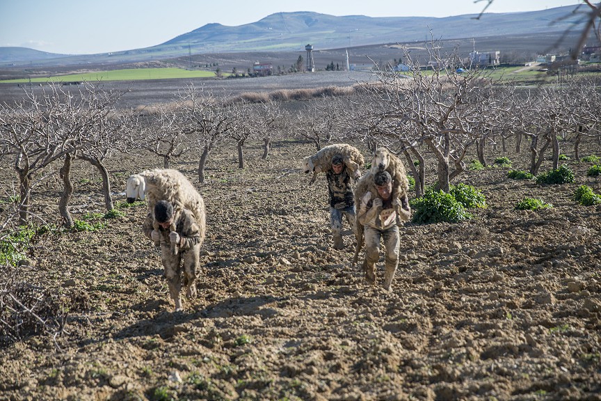 Şanlıurfa'da çamura saplanan hayvanlar için seferber oldular