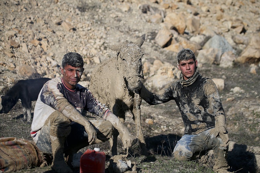 Şanlıurfa'da çamura saplanan hayvanlar için seferber oldular