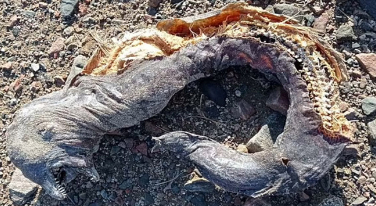 Yüzüklerin Efendisi filmindeki karaktere benzetildi: Mısır sahillerinde esrarengiz yaratık