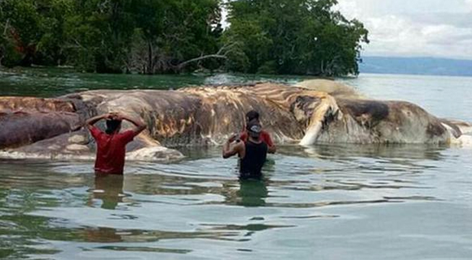 15 metrelik gizemli canlı... Kimse ne olduğunu çözemedi