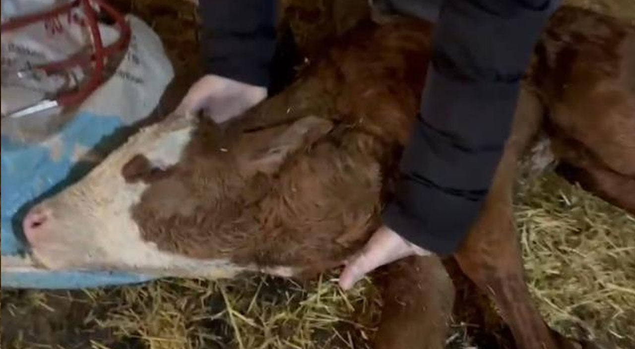 Hamile inek ahırda saatlerce savaştı, yeni doğan buzağın kalbine dokunan veteriner acil tutanak istedi