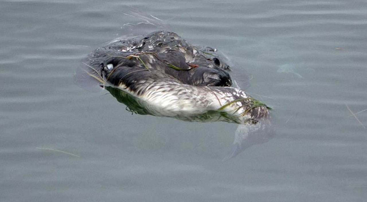 Karadeniz’de korkutan görüntü: Onlarca ölü kuş sahile yağdı