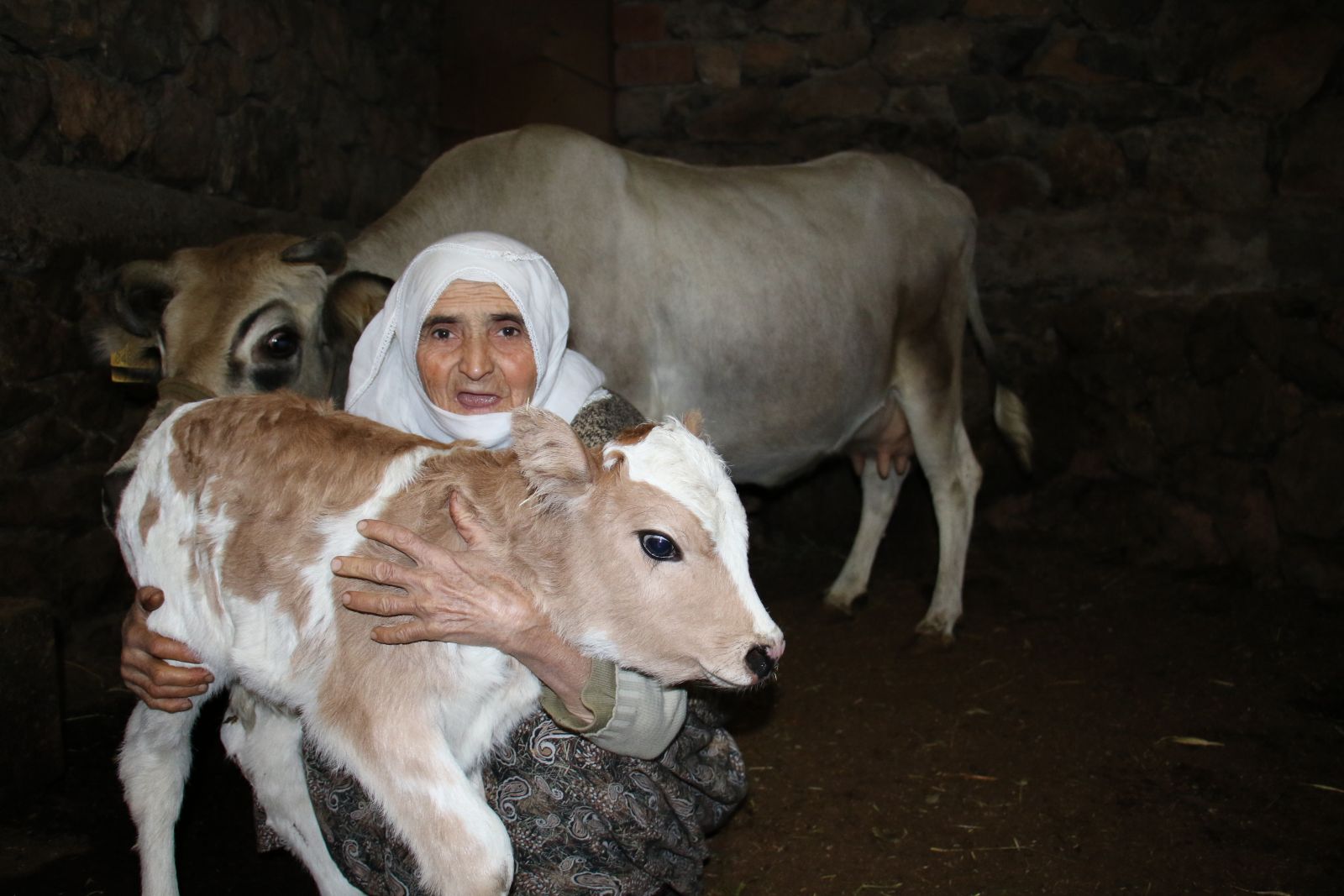 Telef olan ineğinin başında ağlamıştı... Cemile teyzenin mutluluk fotoğrafı geldi