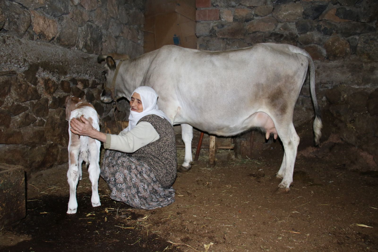 Telef olan ineğinin başında ağlamıştı... Cemile teyzenin mutluluk fotoğrafı geldi