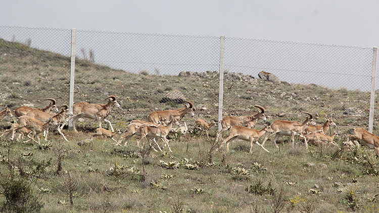 'Anadolu cereni' koruma altında çoğalıyor