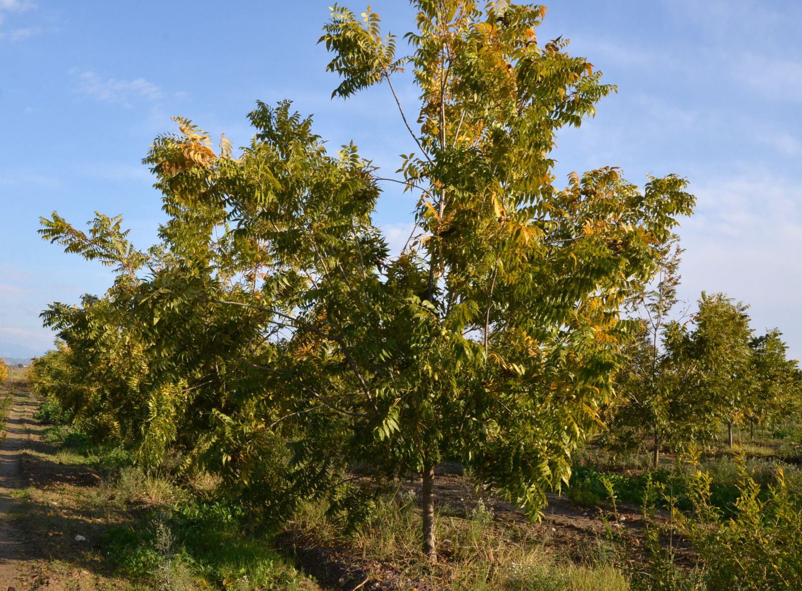 14 ilde üretimi yapılabilen pikan cevizinin kilosu 130 liradan satılıyor