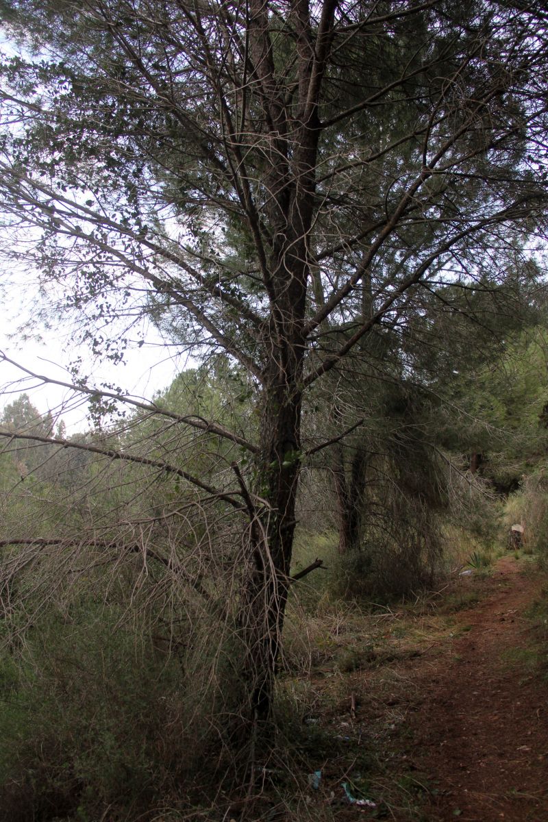 Cezaevinden izinli çıktığı gün intihar etti