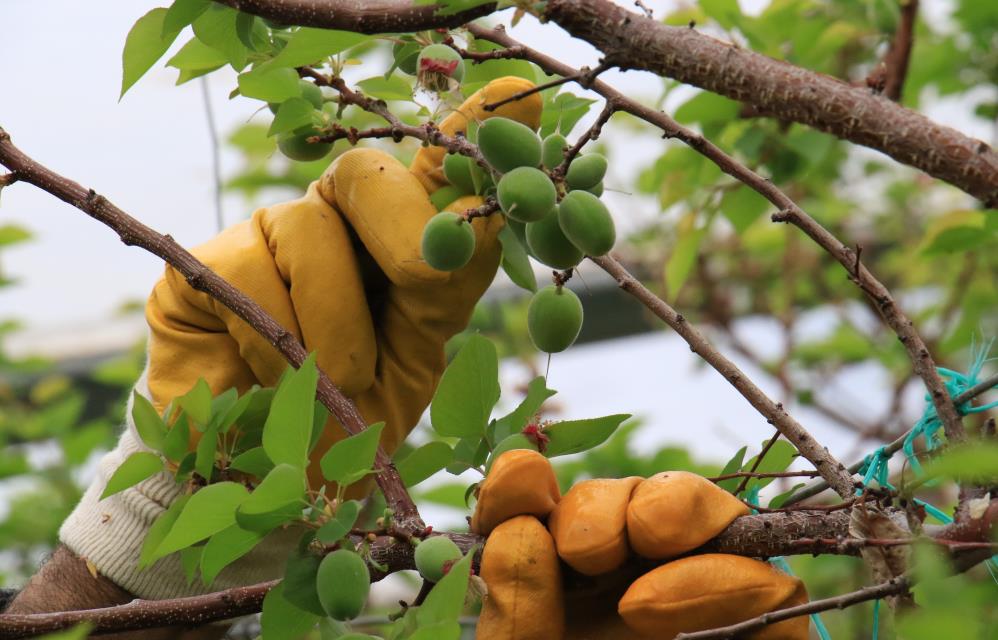 Kayısı çağlasının ilk hasadı yapıldı, kilogramı 500 TL'den satılıyor