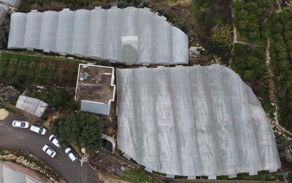 Kayısı çağlasının ilk hasadı yapıldı, kilogramı 500 TL'den satılıyor