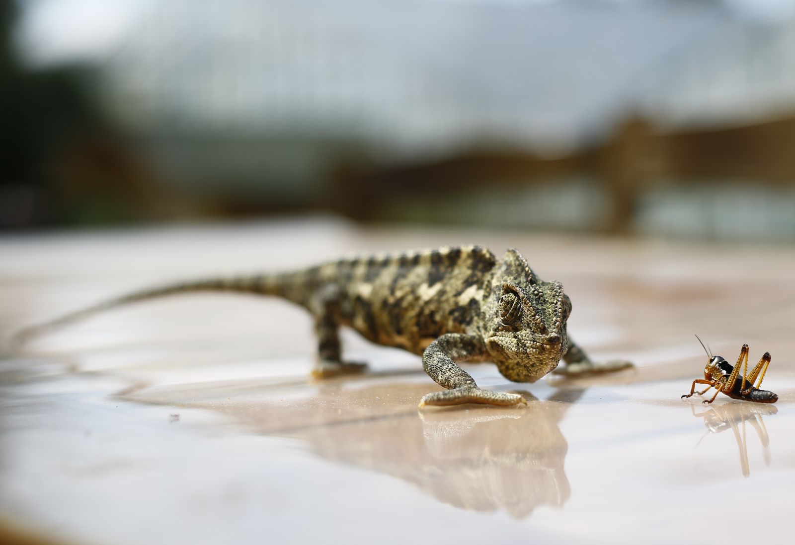 Çiftlik kurdu! Böcek üretip satıyor